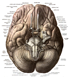 Brain from bottom up view