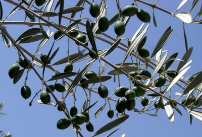 Olive branch